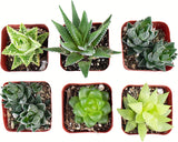 Set of six small succulent plants in red pots on a white background