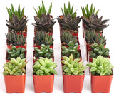 Row of potted succulents in red pots on a white background