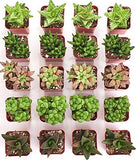 Collection of small potted succulents on a white background