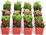 Row of small succulent plants in red pots on a white background