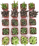 Collection of small potted succulents arranged in a grid on a white background