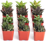 Set of potted succulents in red pots on a white background