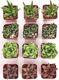Collection of small succulent plants in pots arranged in a grid.