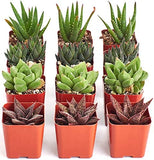 Collection of potted succulents in red and terracotta pots on a white background
