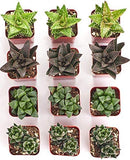 Grid of small potted succulents on a white background