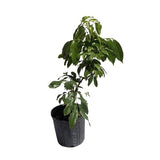 Potted Hakip Lychee Tree, Air-Layered with green leaves on a white background