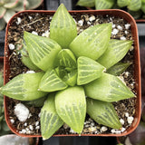 Haworthia cymbiformis aka Star Windowplant in a pot with soil and small stones