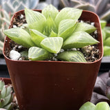 Haworthia cymbiformis aka Star Window plant in a brown pot with a blurred background