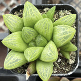Haworthia turgida plant in a pot with a blurred background