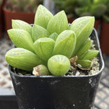 Haworthia turgida succulent plant in a black pot on a blurred background