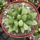 Haworthia turgida plant in a red pot with soil and small stones.