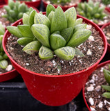 Haworthia turgida plant in a red pot with other plants in the background