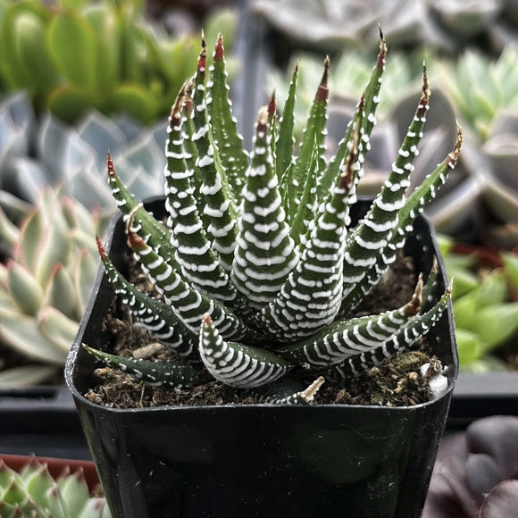 Haworthia fasciata plant with striped leaves in a garden setting