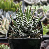 Haworthia fasciata plant with striped leaves in a garden setting