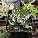 Haworthia fasciata plant with striped leaves in a garden setting