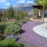 Garden with purple flowers and green plants, mountains in the background Thyme for a Change - Red Creeping Thyme Seed