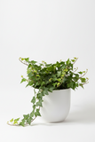 2 English Ivy Variety Pack - 4" Pot