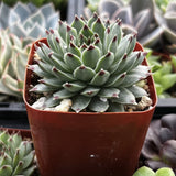 Hens and Chicks - 2 inch Pots in a red pot surrounded by other succulents
