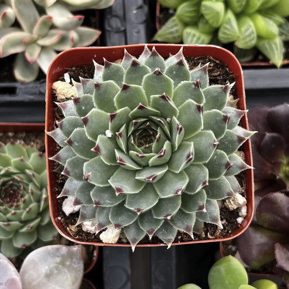 Hens and Chicks - 2 inch Potsin a red pot surrounded by other plants