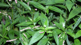 Close-up of green leaves with small pink flowers in a natural setting Creeping Smartweed™ — Low-Growing, Native Groundcover with Pink Blooms & Pollinator Friendly