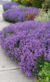 Blue Cushion Lavender Plant - Live Lavandula angustifolia 4 Inch Pot