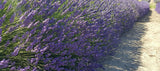 Row of lavender plants in a field