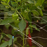 Green and red peppers growing on a Hortonova Trellis