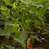 Green peppers growing on a hortonova trellis.
