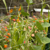 Green bean plants climbing a Hortonova Trellis
