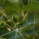 Green cucumber growing on a vine with leaves and spider webs in the background