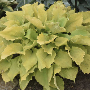 Hosta Shadowland® 'EchoThe Sun' PPAF PW® - Qt. Pots - Flat of 10