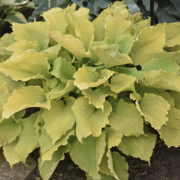 Hosta Shadowland® 'EchoThe Sun' PPAF PW® - Qt. Pots - Flat of 10