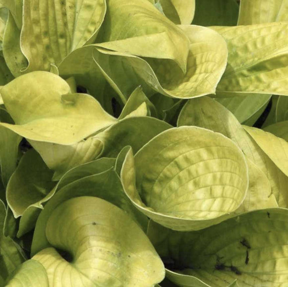 Hosta 'Maui Buttercups' - Qt. Pots - Flat of 10