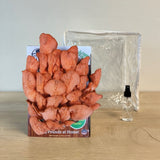 3 Pack - Lion's Mane, Pink, and Blue Oyster Mushroom Growing Kit - 15 LBS