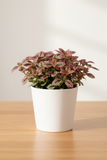Hypoestes 'Polka Dot'