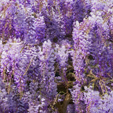 Close-up of purple wisteria flowers