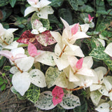 Snow-N-Summer™ Asiatic Jasmine