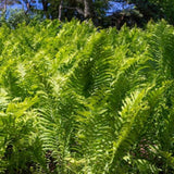Green ferns in a forest setting with sunlight filtering through.