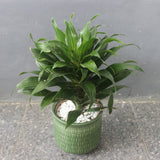 Janet Craig Dracaena