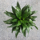 Janet Craig Dracaena