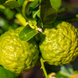Kaffir Lime Tree