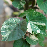 Variegated Hibiscus Tiliaceus