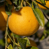 Orange fruit hanging on a tree branch with green leaves.