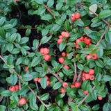 Coral Beauty Cotoneaster