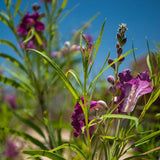 Purple flowers with green leaves in a sunlit outdoor setting against a clear blue sky.