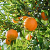 Valencia Orange Tree (FL)