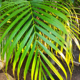 Areca Palm Tree