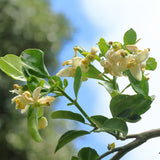 Kaffir Lime Tree