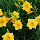 Stella de Oro Daylily