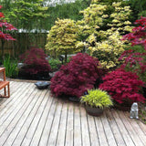 Red Dragon Japanese Maple Tree